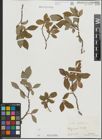 Foto von Salix hastata L.